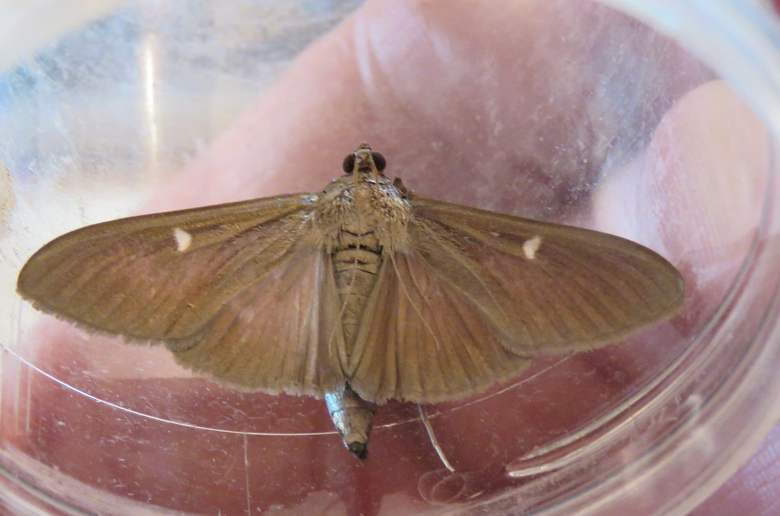 Box-Tree Moth (Dark Morph) 